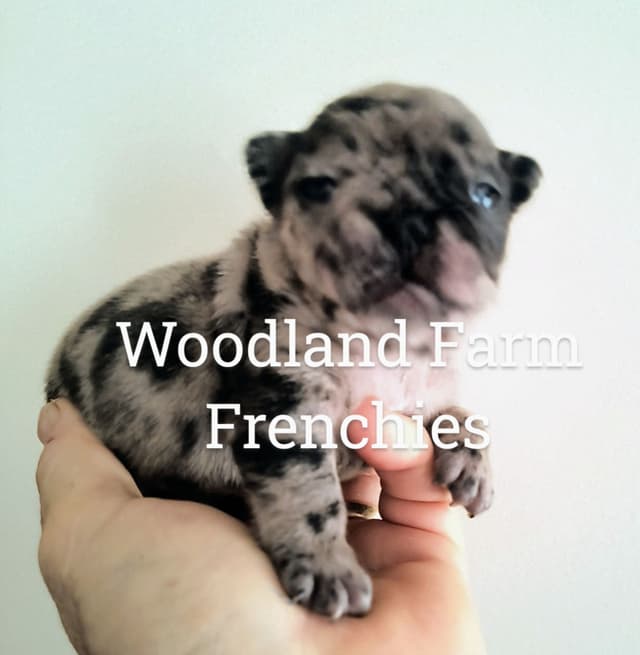French Bulldog Puppies media 3