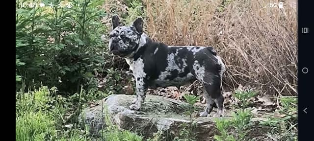 French Bulldog Puppies media 4