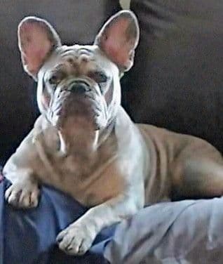 French Bulldog Puppies media 5