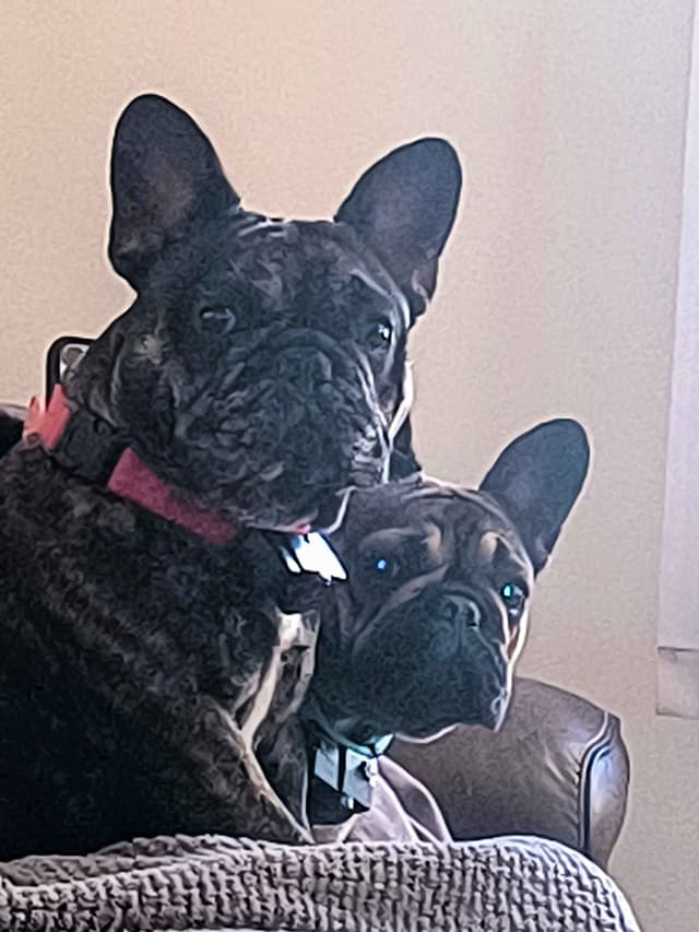 French Bulldog Puppies media 6