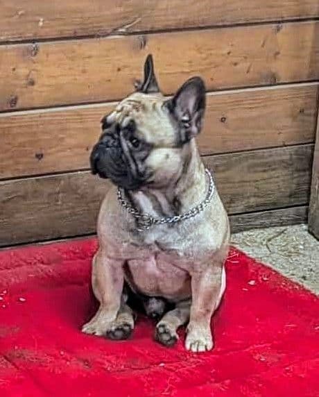 French Bulldog Puppies media 7