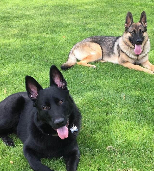 German Shepherd Dog Puppies media 2