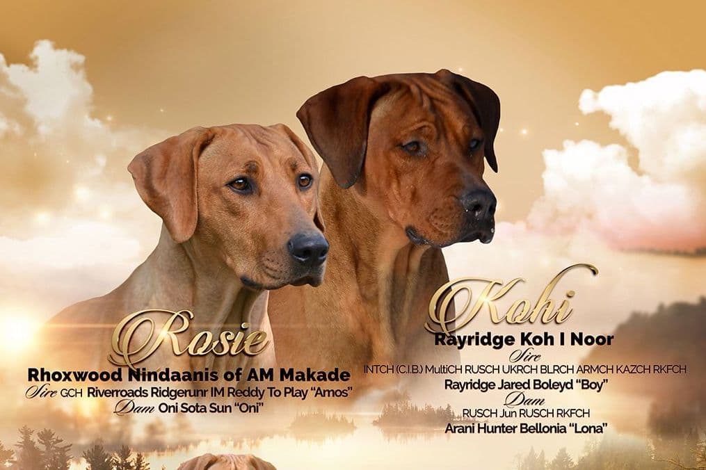 Rhodesian Ridgeback Puppies in the Midwest breeder image 1