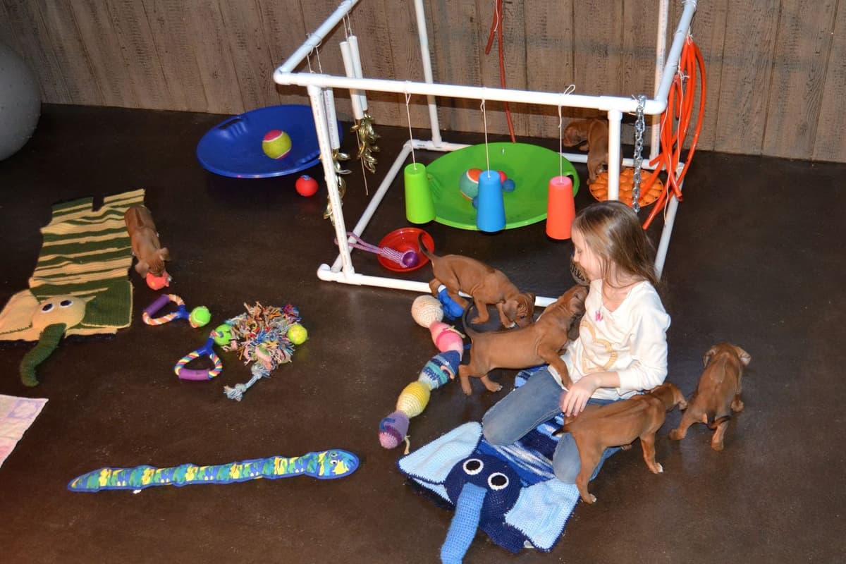 Rhodesian Ridgeback Puppies in the Midwest breeder image 12