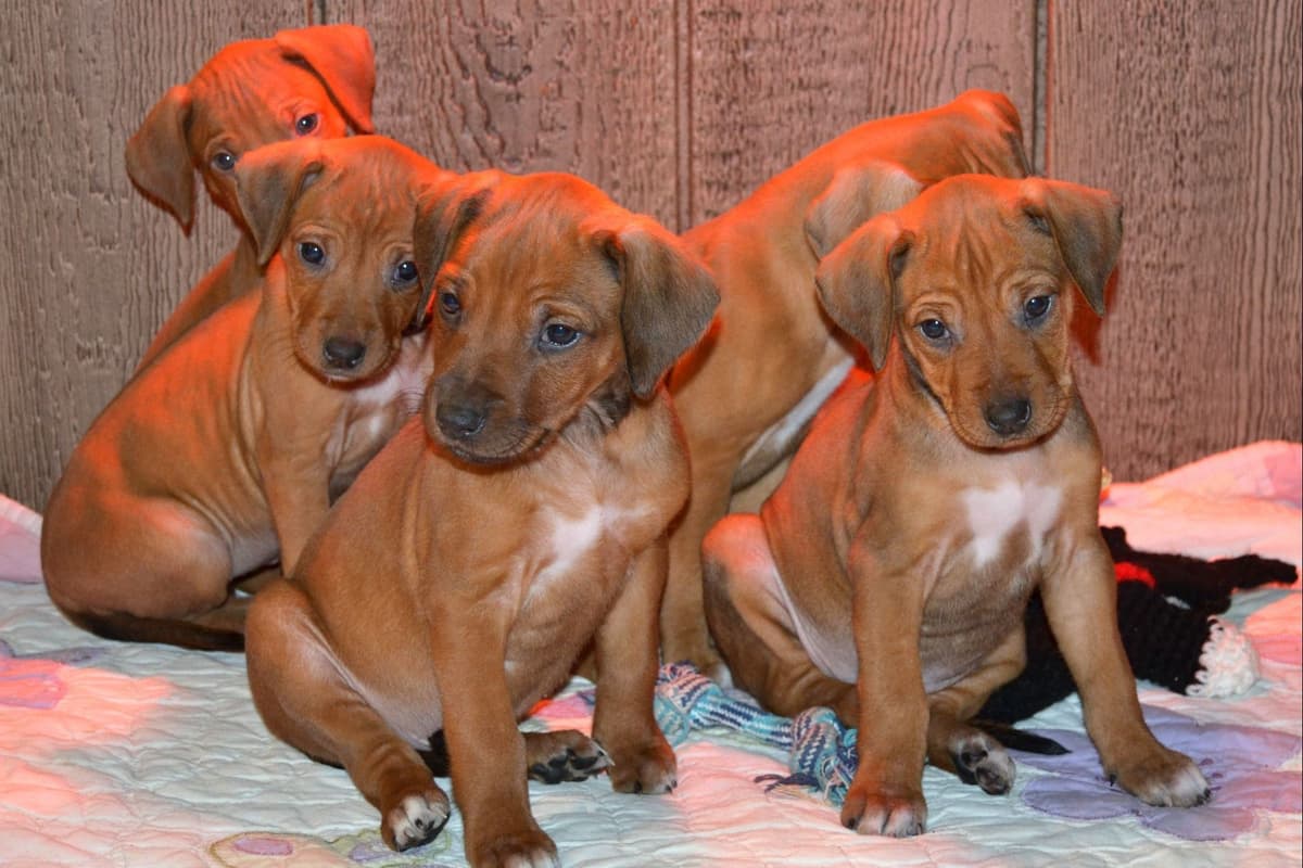 Rhodesian Ridgeback Puppies in the Midwest breeder image 11