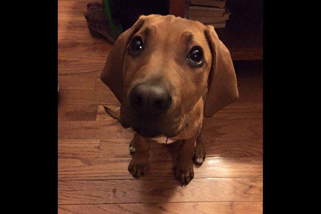 Rhodesian Ridgeback Puppies in the Midwest breeder image 10