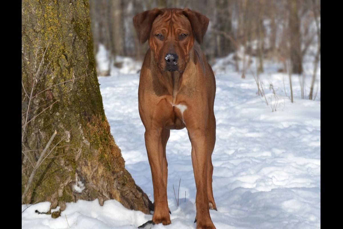 Rhodesian Ridgeback Puppies in the Midwest breeder image 9