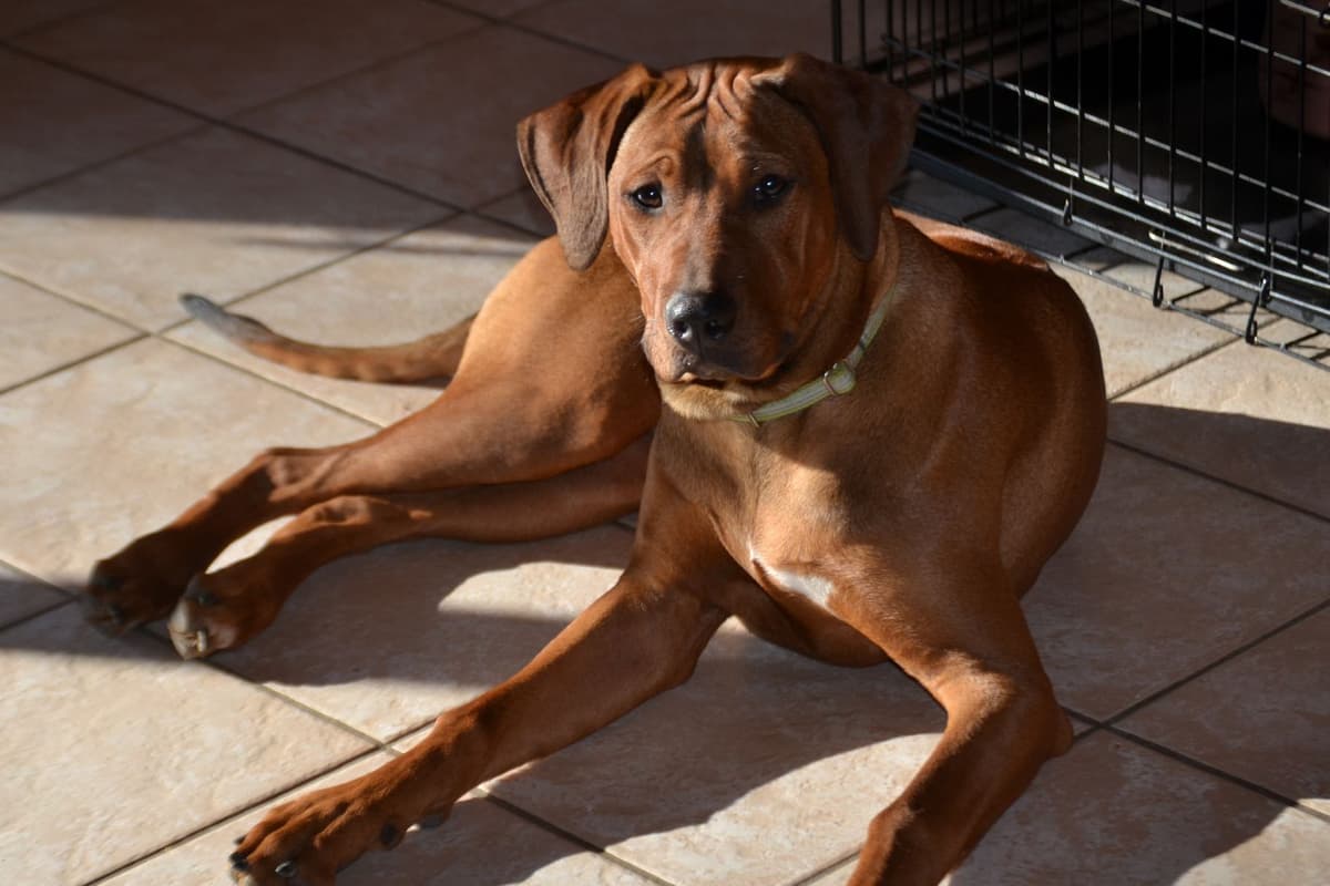 Rhodesian Ridgeback Puppies in the Midwest breeder image 8