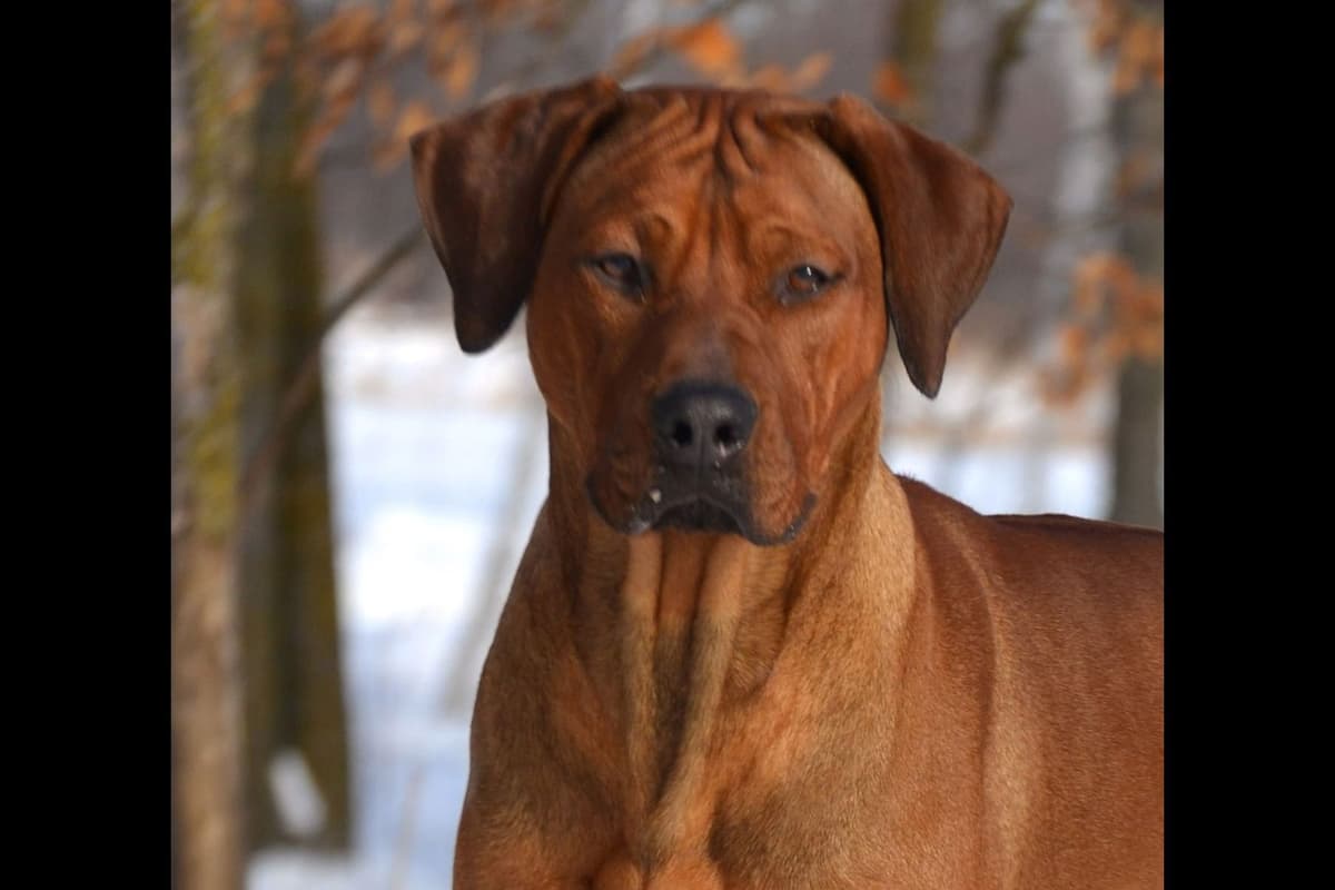 Rhodesian Ridgeback Puppies in the Midwest breeder image 7