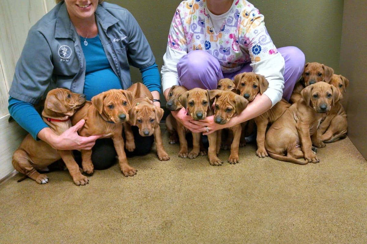 Rhodesian Ridgeback Puppies in the Midwest breeder image 6