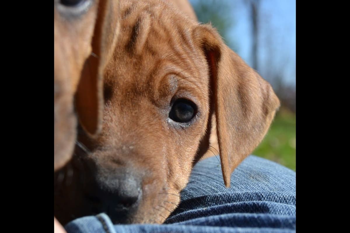 Rhodesian Ridgeback Puppies in the Midwest breeder image 5