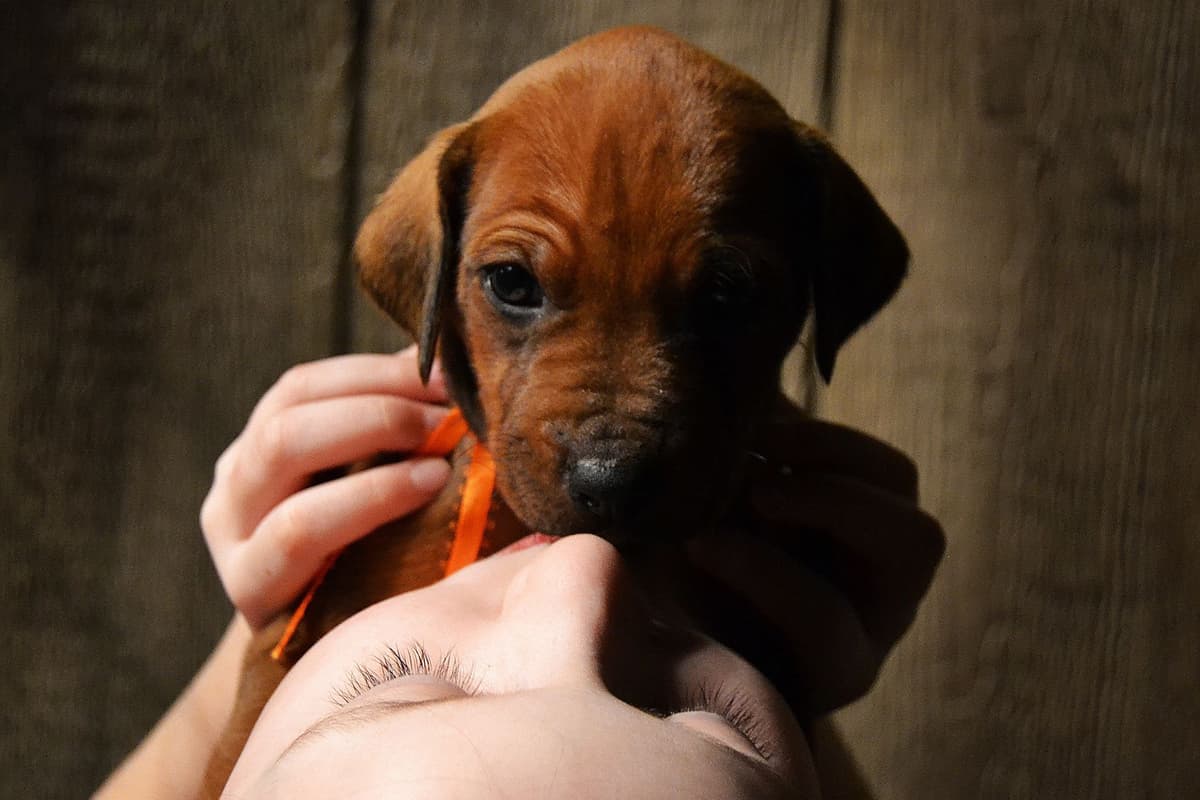 Rhodesian Ridgeback Puppies in the Midwest breeder image 3