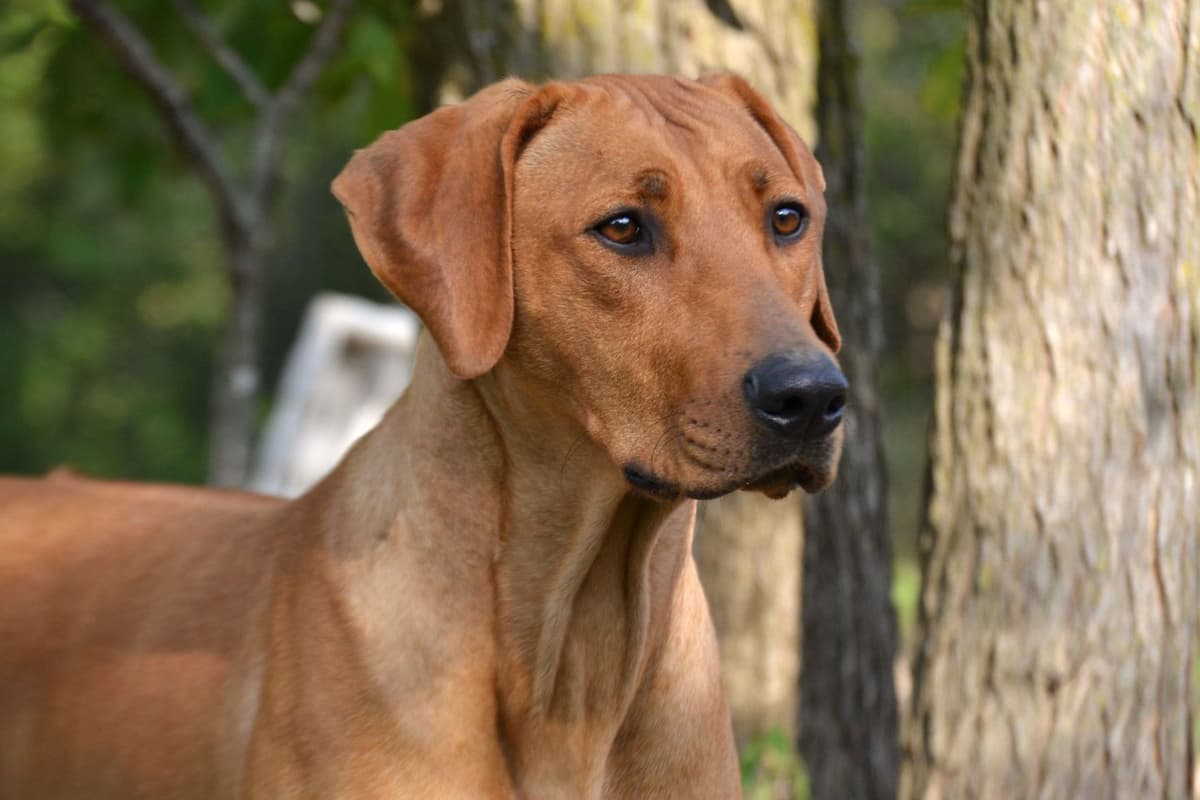 Rhodesian Ridgeback Puppies in the Midwest breeder image 2