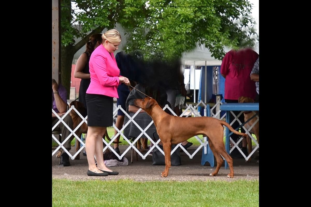 Rhodesian Ridgeback Puppies in the Midwest breeder image 4
