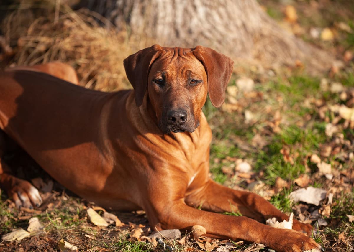 Rhodesian Ridgeback Puppies in the Midwest breeder image 14