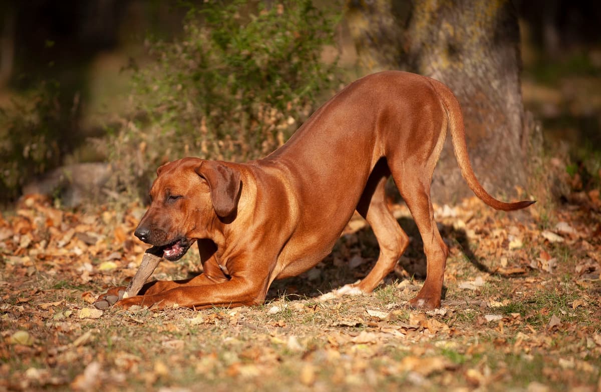 Rhodesian Ridgeback Puppies in the Midwest breeder image 19