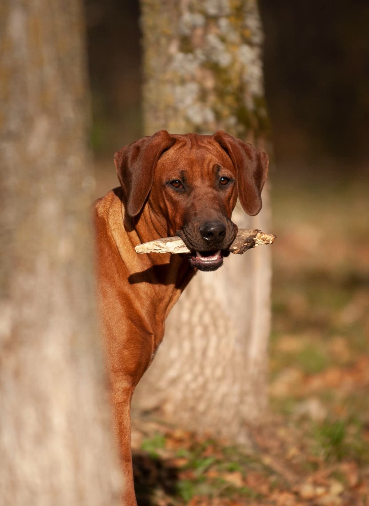 Rhodesian Ridgeback Puppies in the Midwest breeder image 16