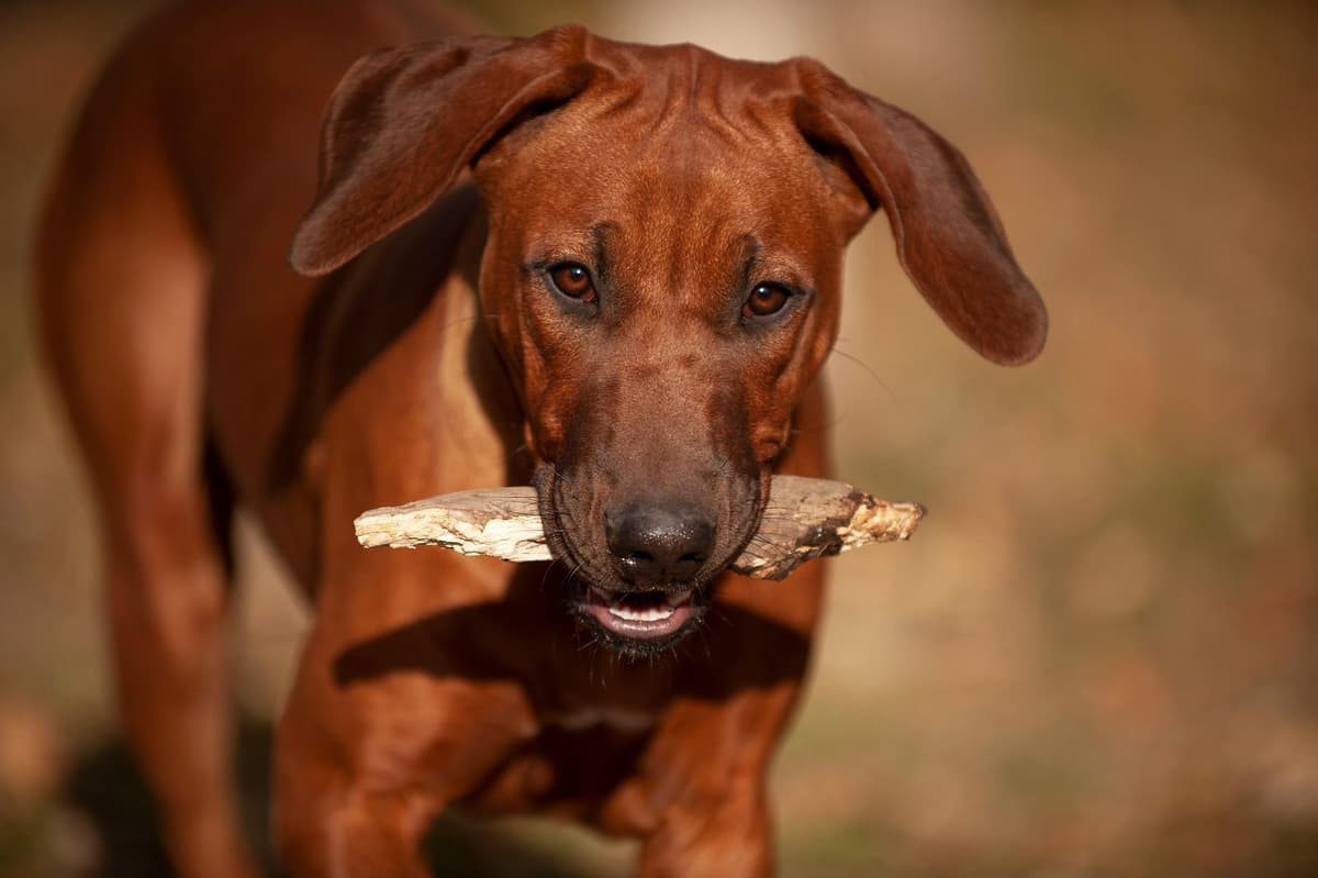 Rhodesian Ridgeback Puppies in the Midwest breeder image 17