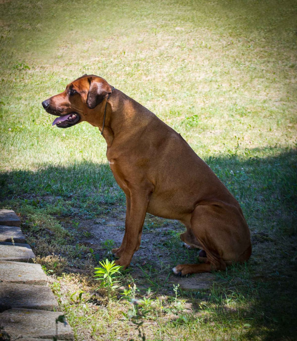 Rhodesian Ridgeback Puppies in the Midwest breeder image 21