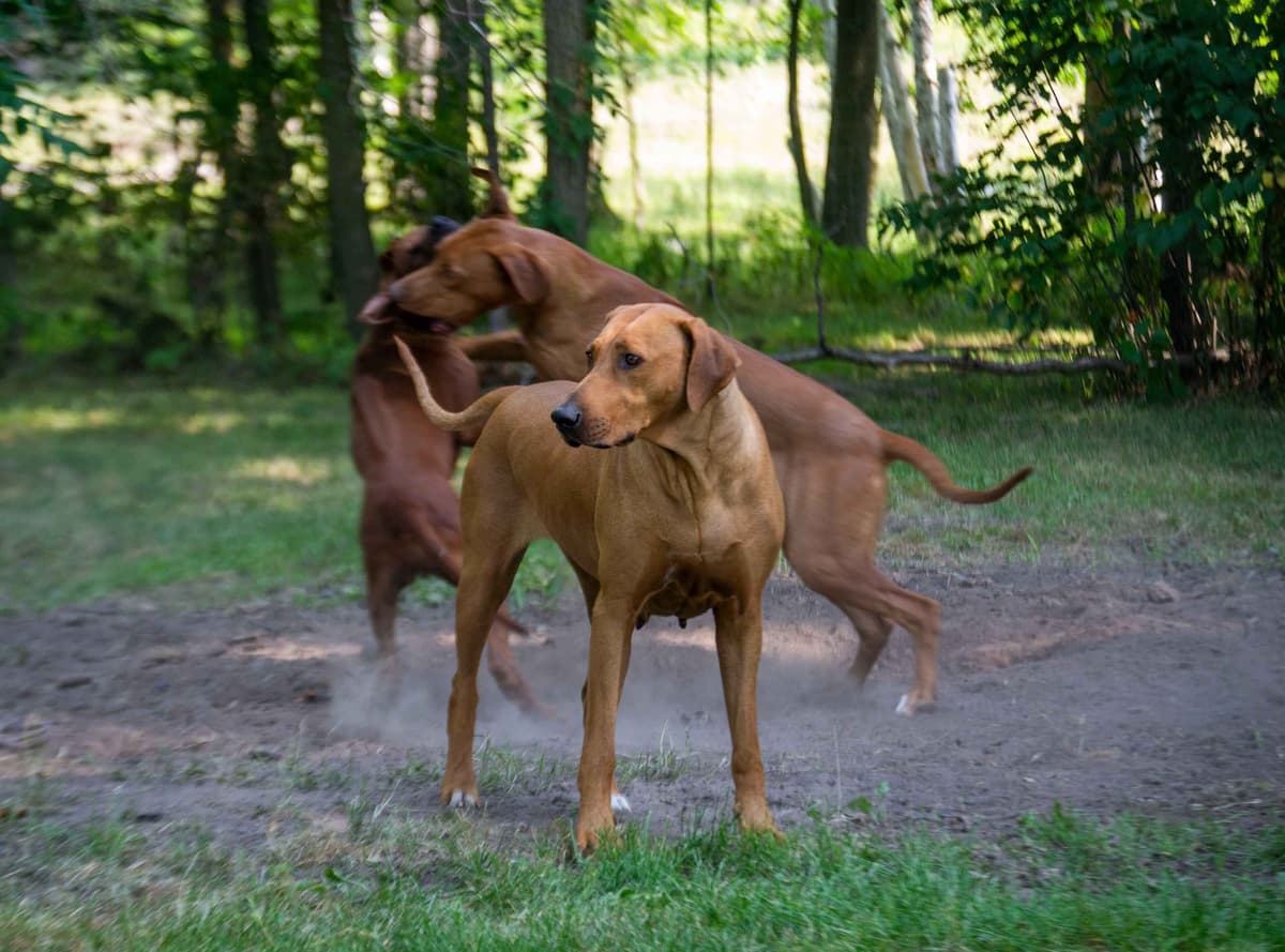 Rhodesian Ridgeback Puppies in the Midwest breeder image 22