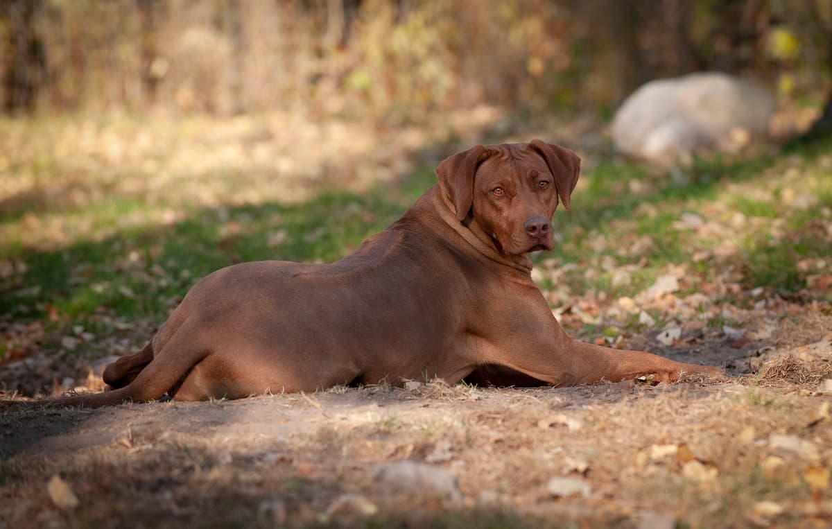 Rhodesian Ridgeback Puppies in the Midwest breeder image 24