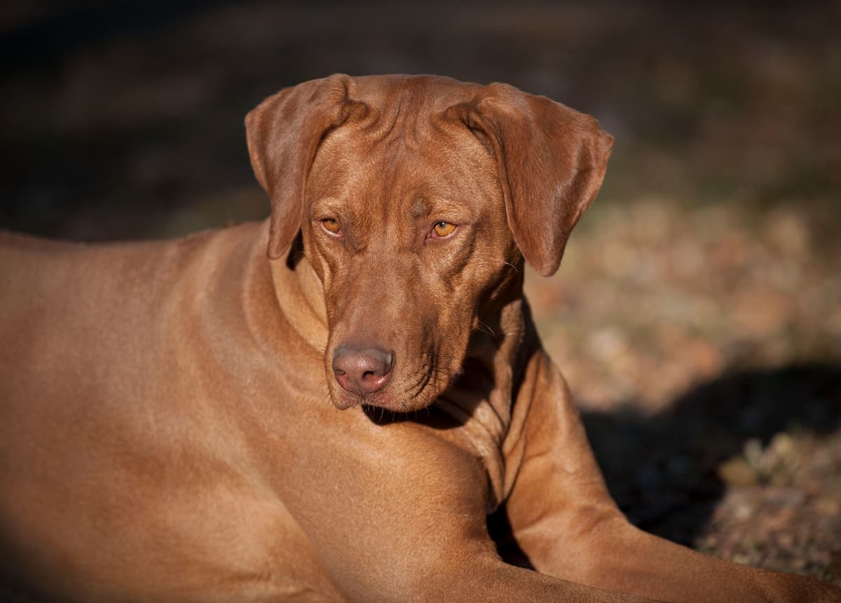 Rhodesian Ridgeback Puppies in the Midwest breeder image 25
