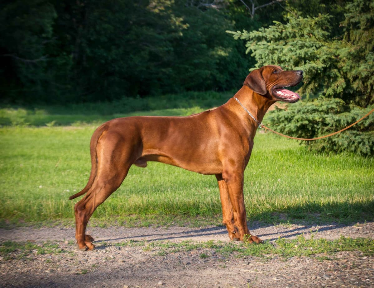 Rhodesian Ridgeback Puppies in the Midwest breeder image 26