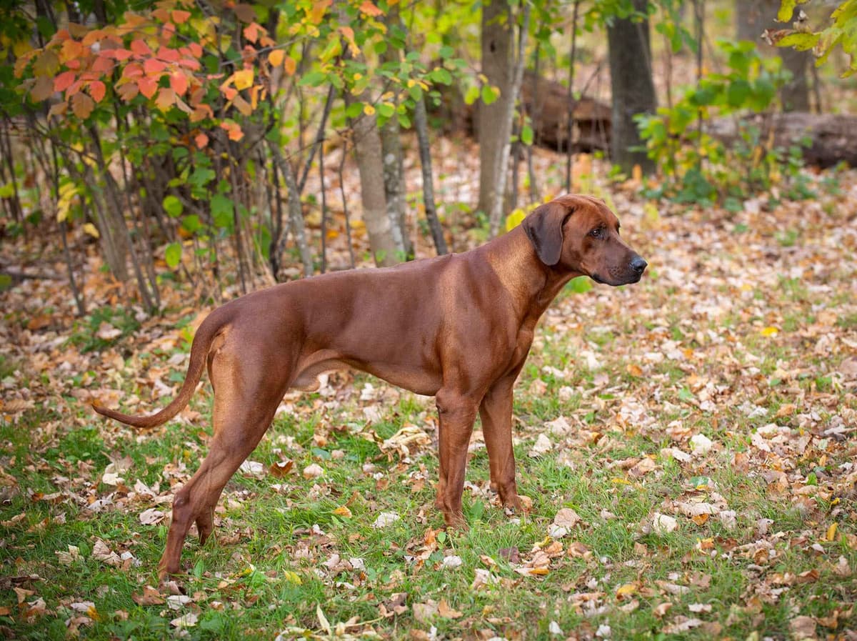 Rhodesian Ridgeback Puppies in the Midwest breeder image 27