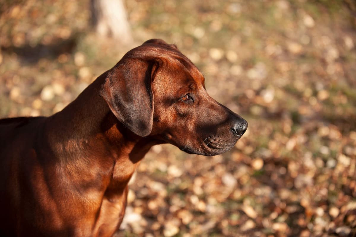 Rhodesian Ridgeback Puppies in the Midwest breeder image 28