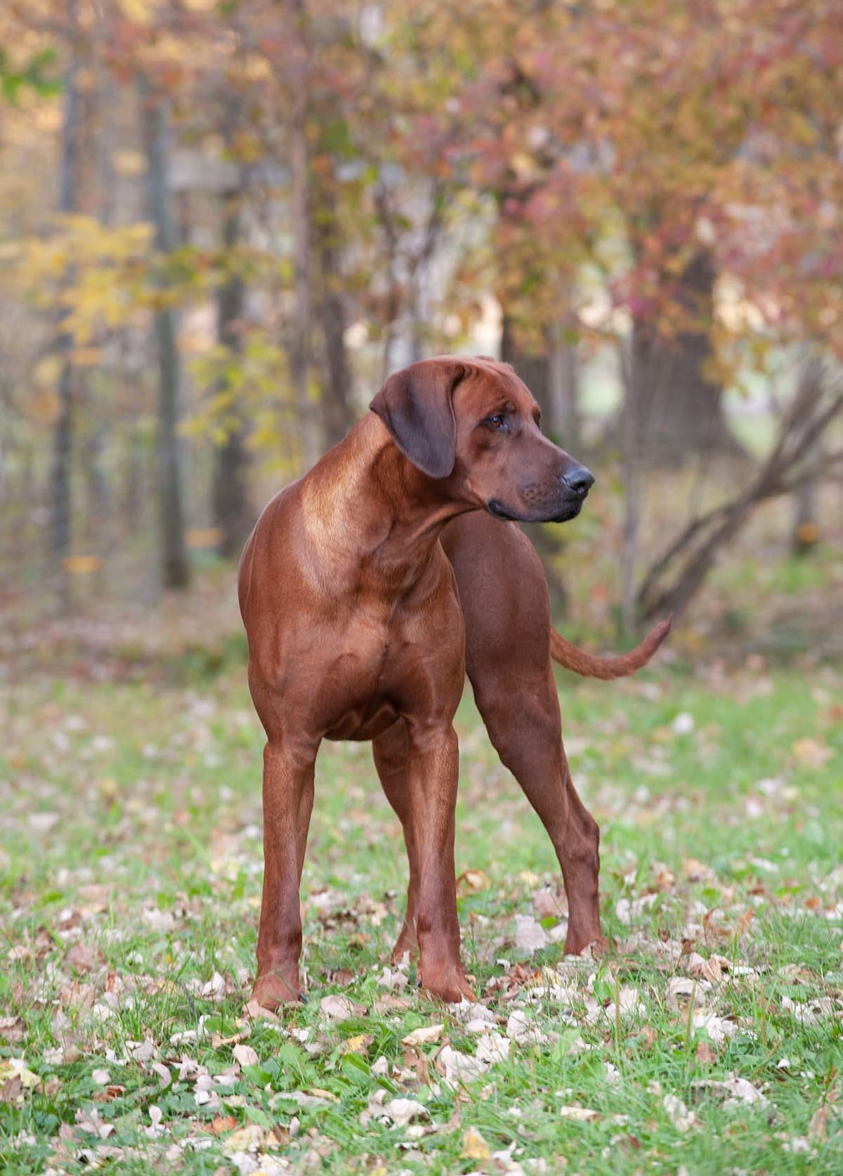 Rhodesian Ridgeback Puppies in the Midwest breeder image 29