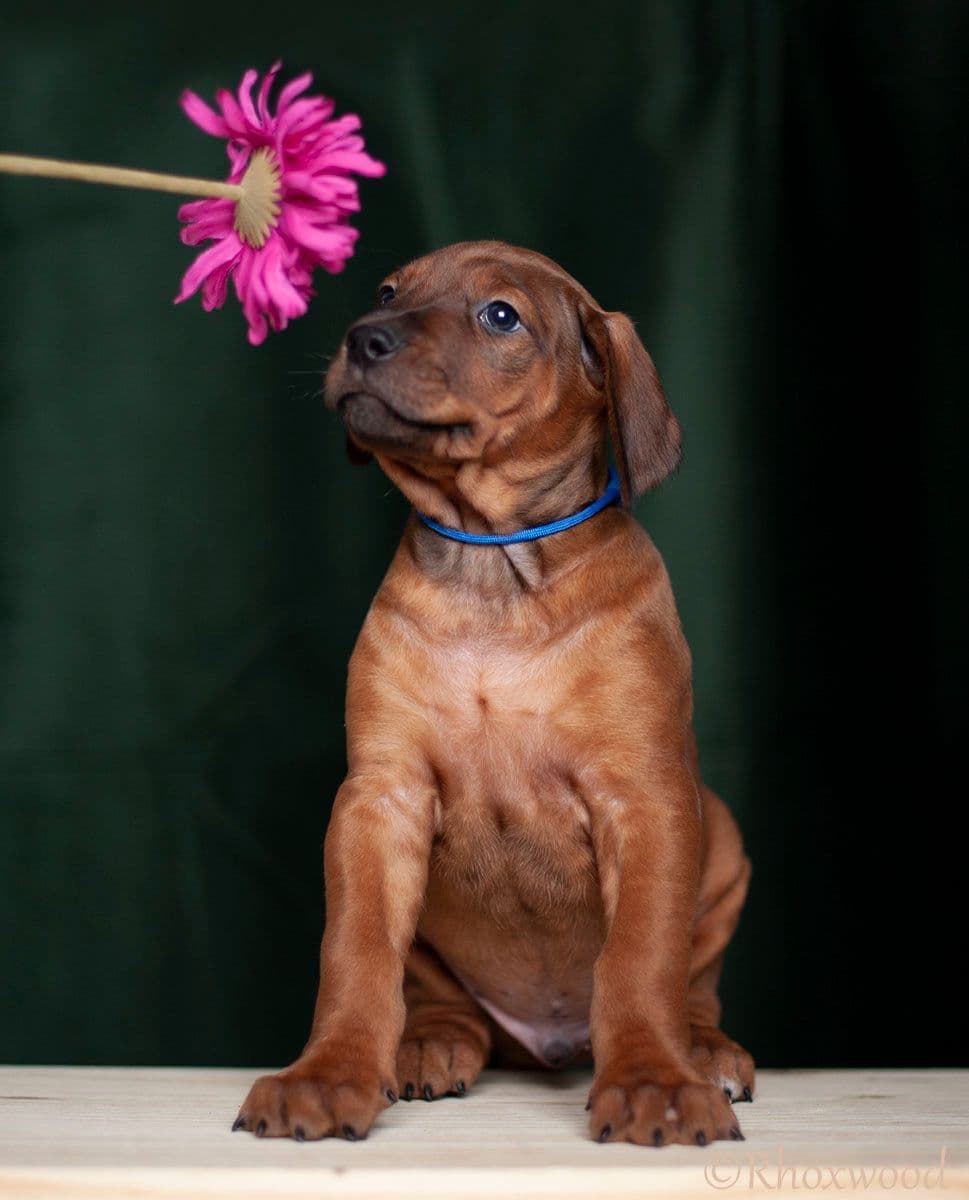 Rhodesian Ridgeback Puppies in the Midwest breeder image 30