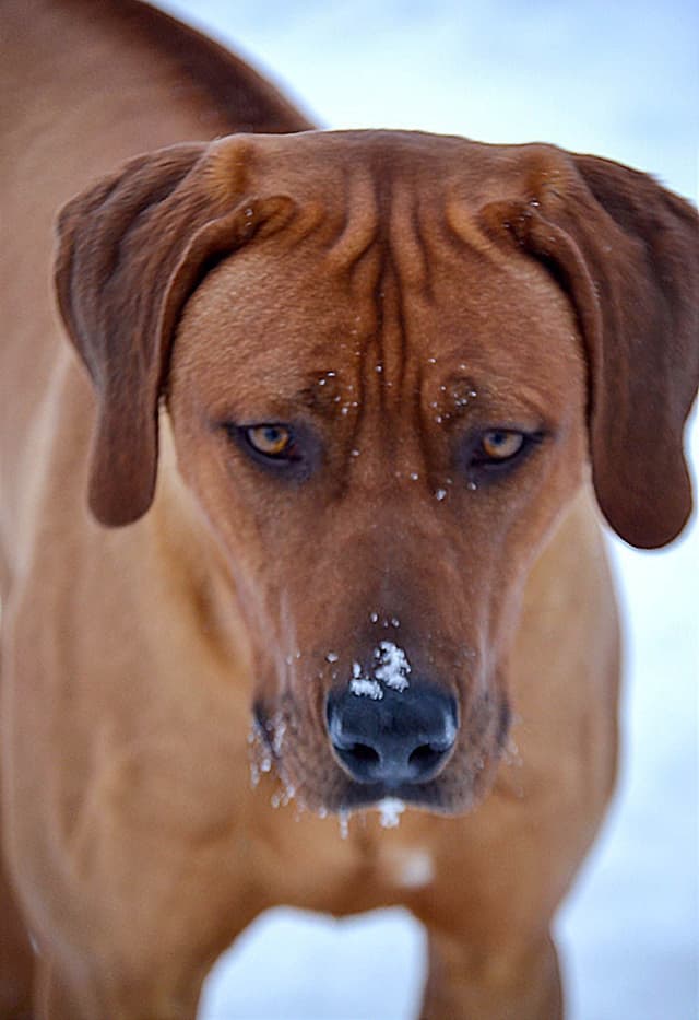 Rhodesian Ridgeback Puppies in the Midwest media 7