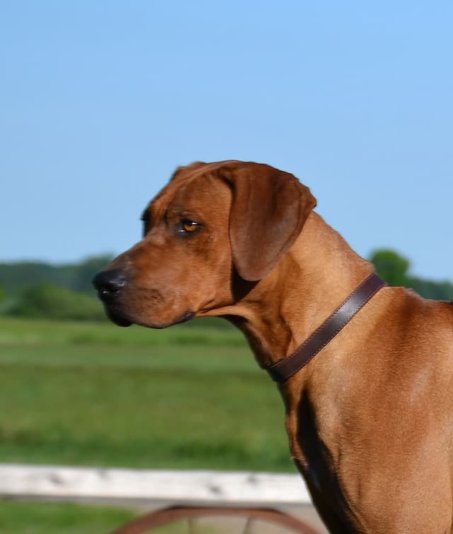Rhodesian Ridgeback Puppies in the Midwest media 8