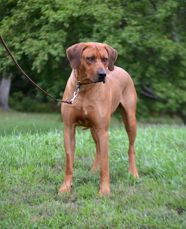 Rhodesian Ridgeback Puppies in the Midwest media 6