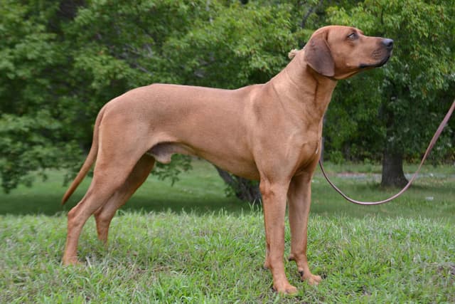 Rhodesian Ridgeback Puppies in the Midwest media 10