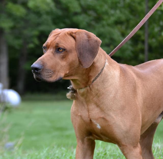 Rhodesian Ridgeback Puppies in the Midwest media 9
