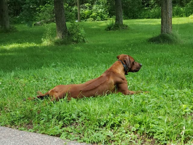 Rhodesian Ridgeback Puppies in the Midwest media 14