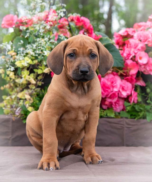 Rhodesian Ridgeback Puppies in the Midwest media 2