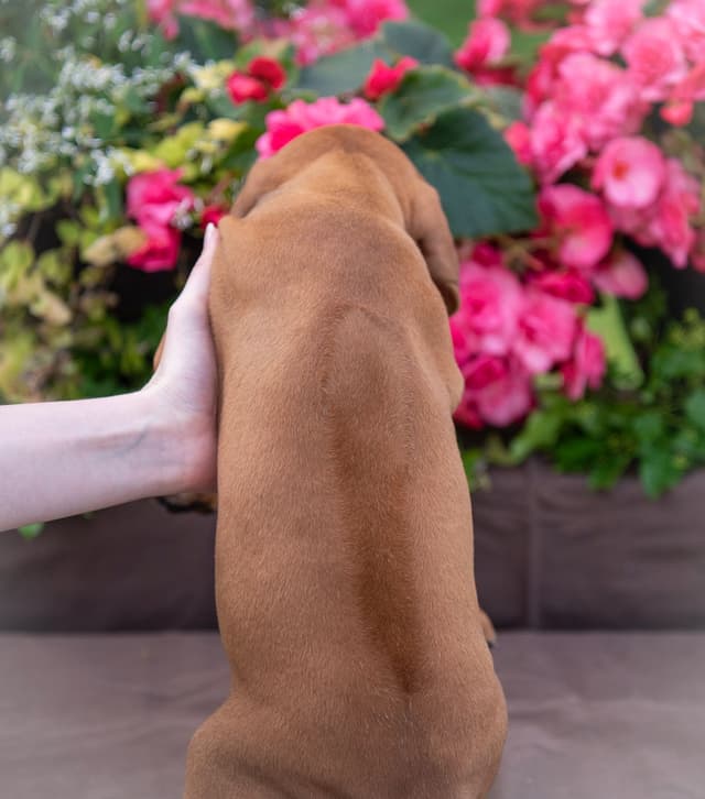 Rhodesian Ridgeback Puppies in the Midwest media 15