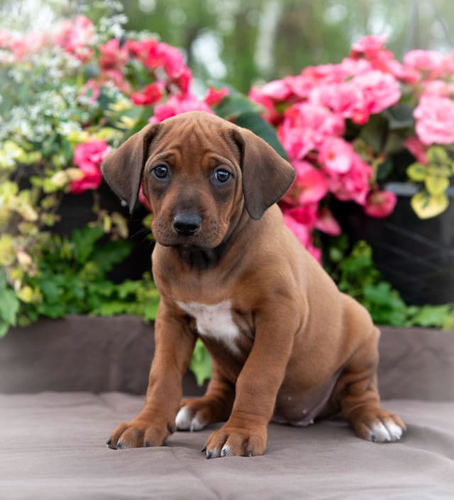 Rhodesian Ridgeback Puppies in the Midwest media 3