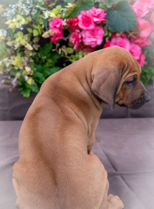Rhodesian Ridgeback Puppies in the Midwest media 17