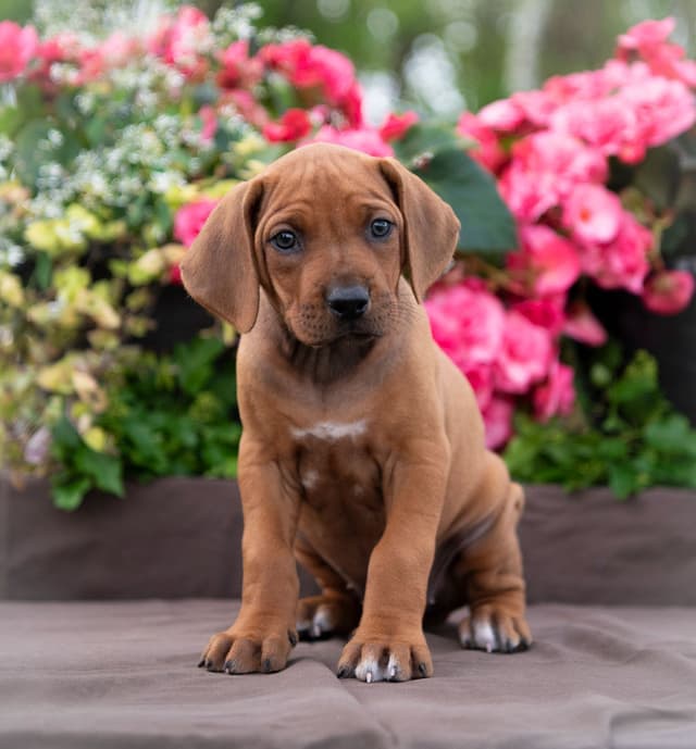 Rhodesian Ridgeback Puppies in the Midwest media 4