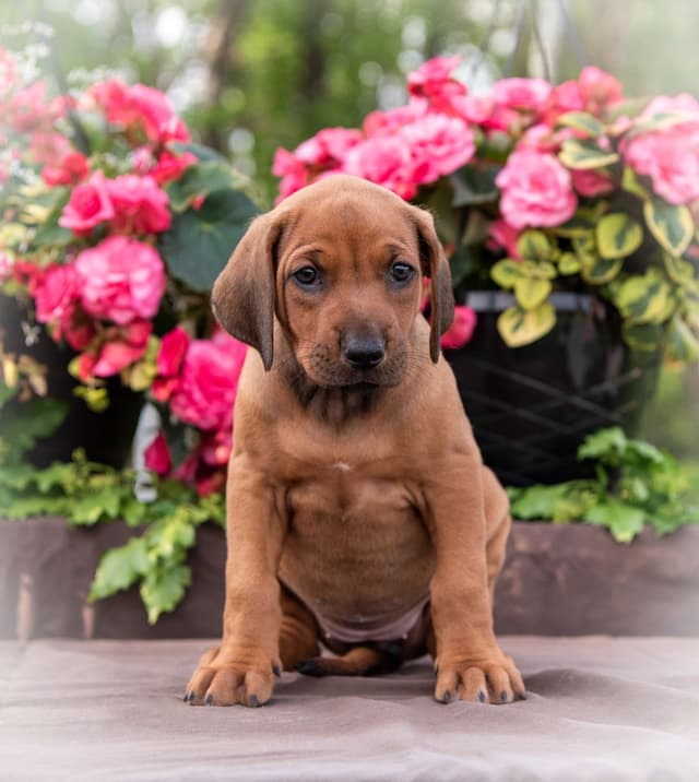 Rhodesian Ridgeback Puppies in the Midwest media 5