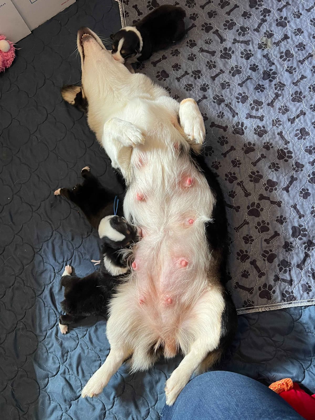 Pembroke Welsh Corgi Puppies breeder image 1