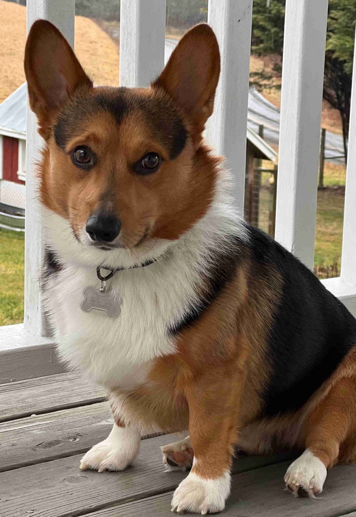 Pembroke Welsh Corgi Puppies breeder image 2