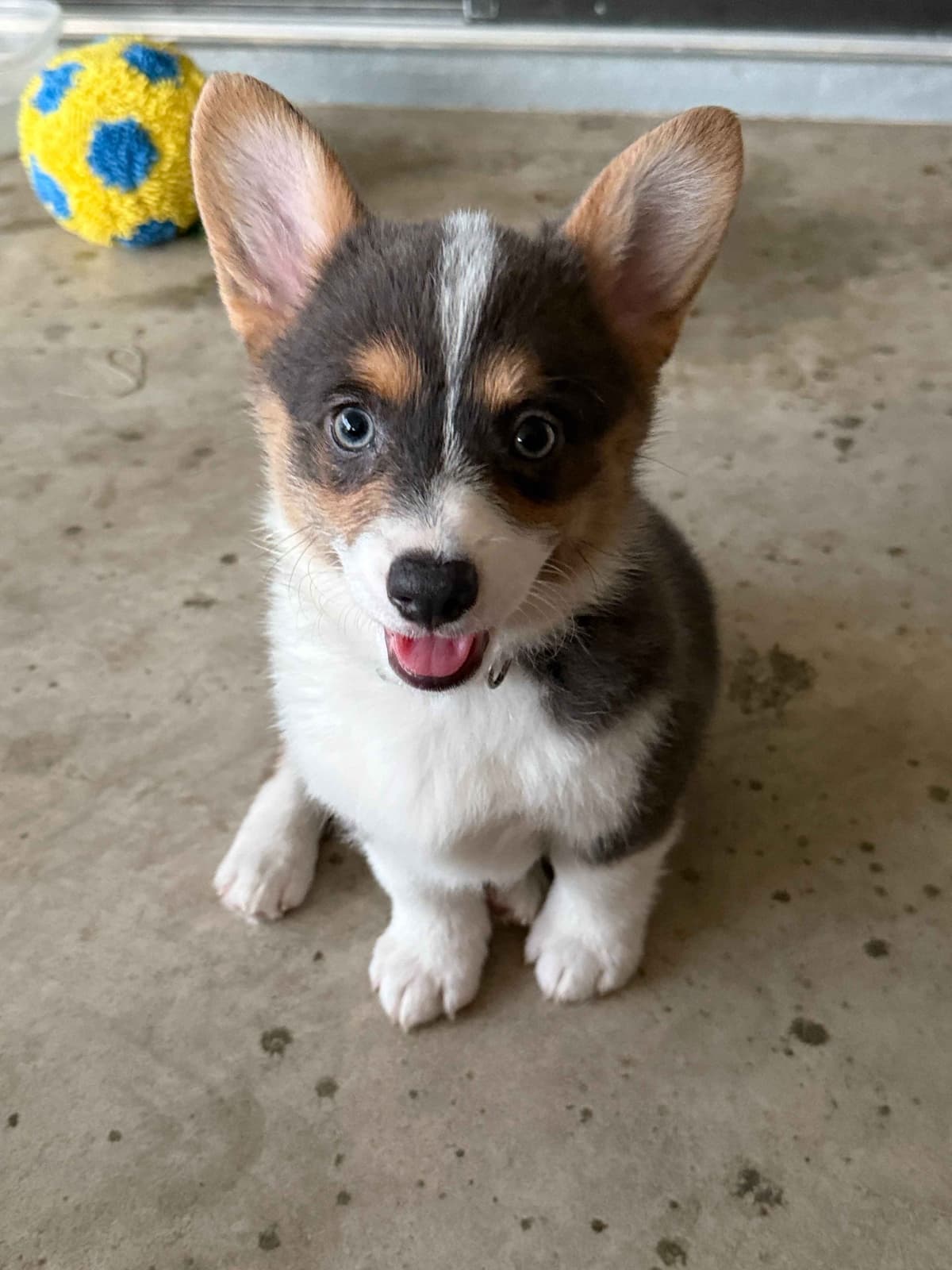 Pembroke Welsh Corgi Puppies breeder image 4