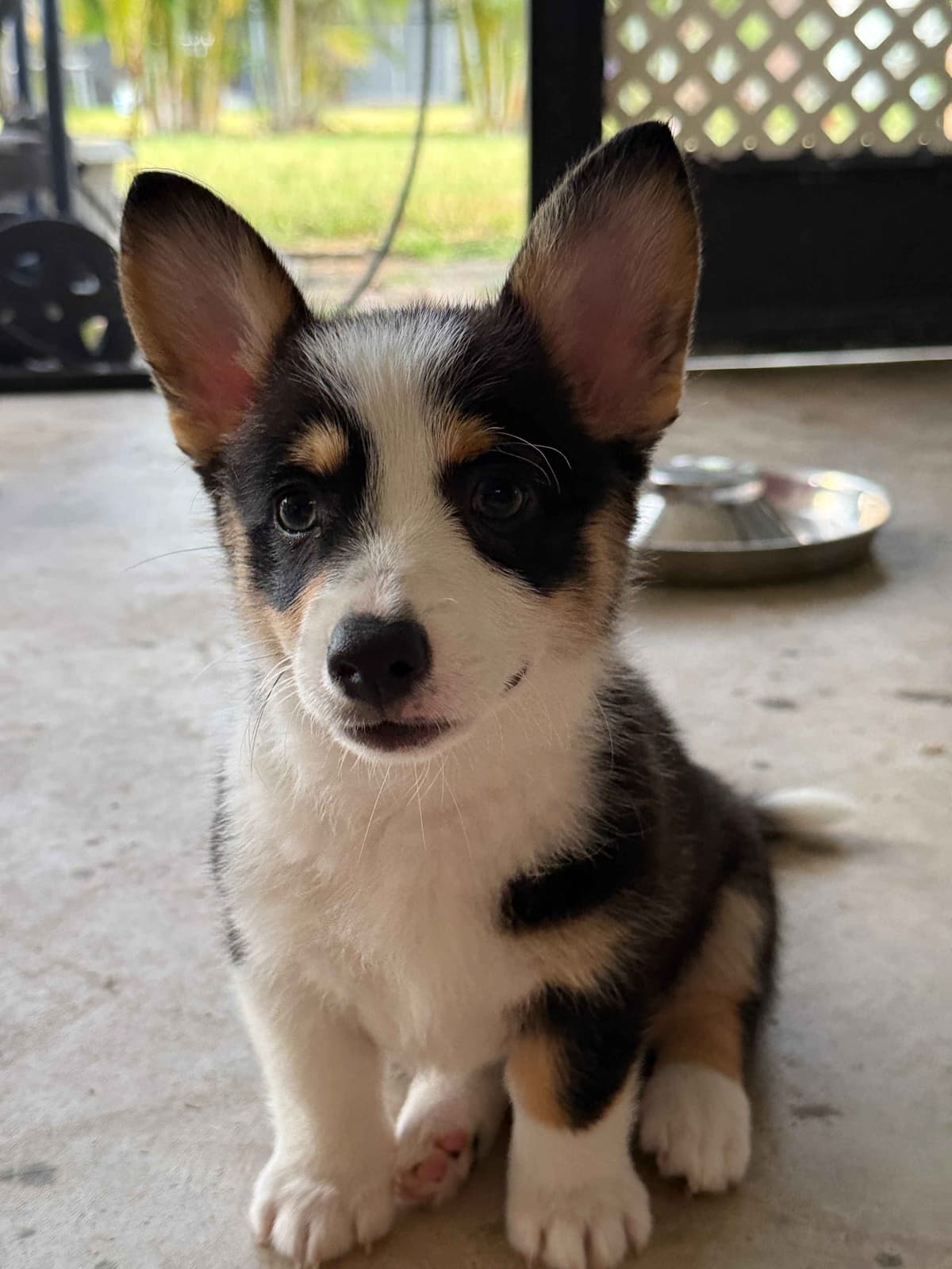 Pembroke Welsh Corgi Puppies breeder image 5