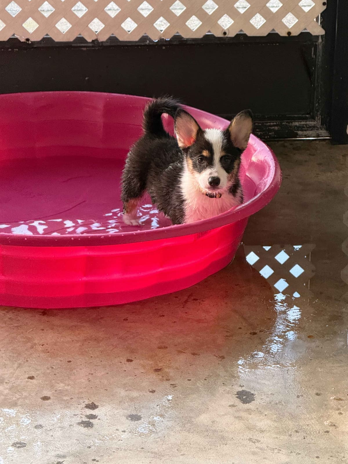 Pembroke Welsh Corgi Puppies breeder image 8
