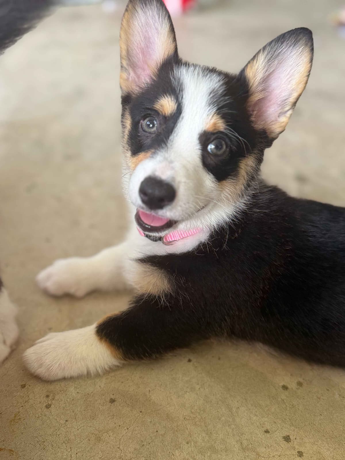 Pembroke Welsh Corgi Puppies breeder image 11