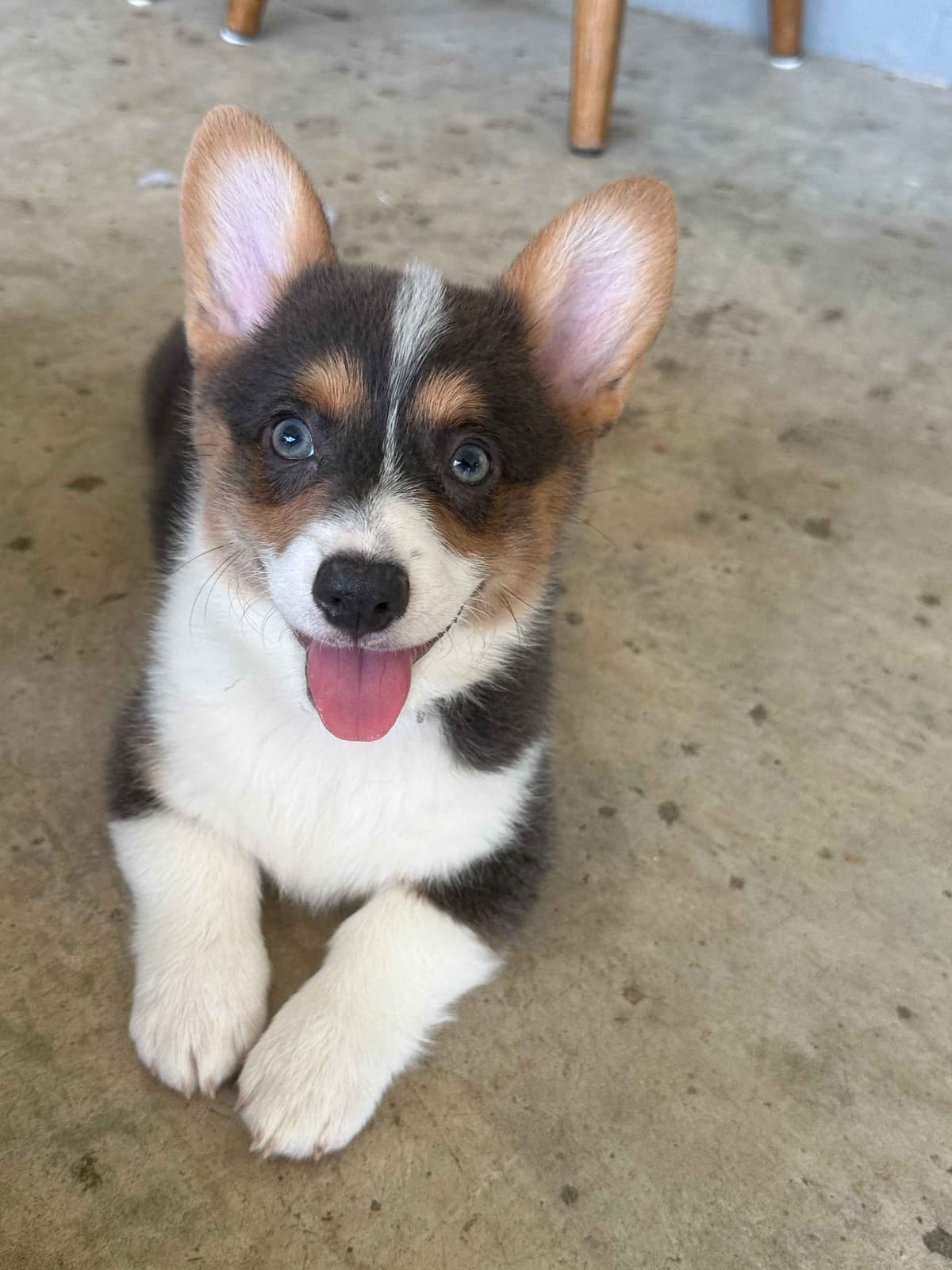 Pembroke Welsh Corgi Puppies breeder image 12